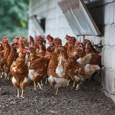 allevamento galline ovaiole