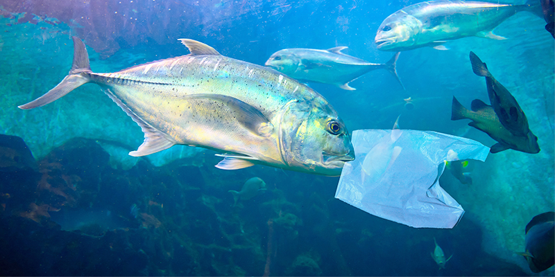 Microplastiche, dal mare alla tavola