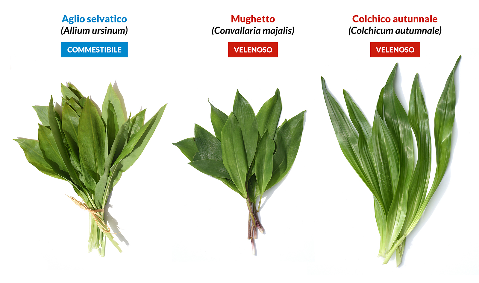 Semi Di Aglio Orsino (Allium Ursinum) – Sperli – Erba Aromatica Perenne, 83773