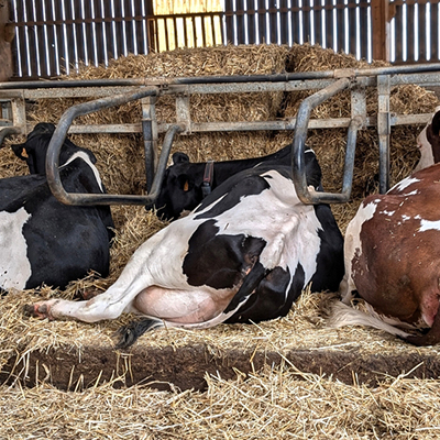 bovine che dormono su lettiera di paglia