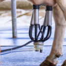 Come viene effettuata la mungitura delle bovine?