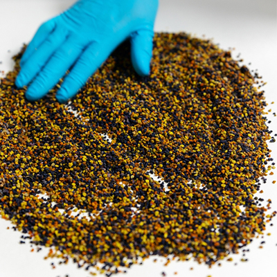 polline in laboratorio per analisi